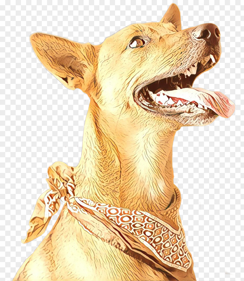 Jaw Ancient Dog Breeds Snout Pharaoh Hound Sporting Group Fawn PNG