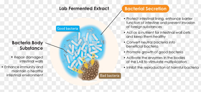 Organism Product Font Line PNG