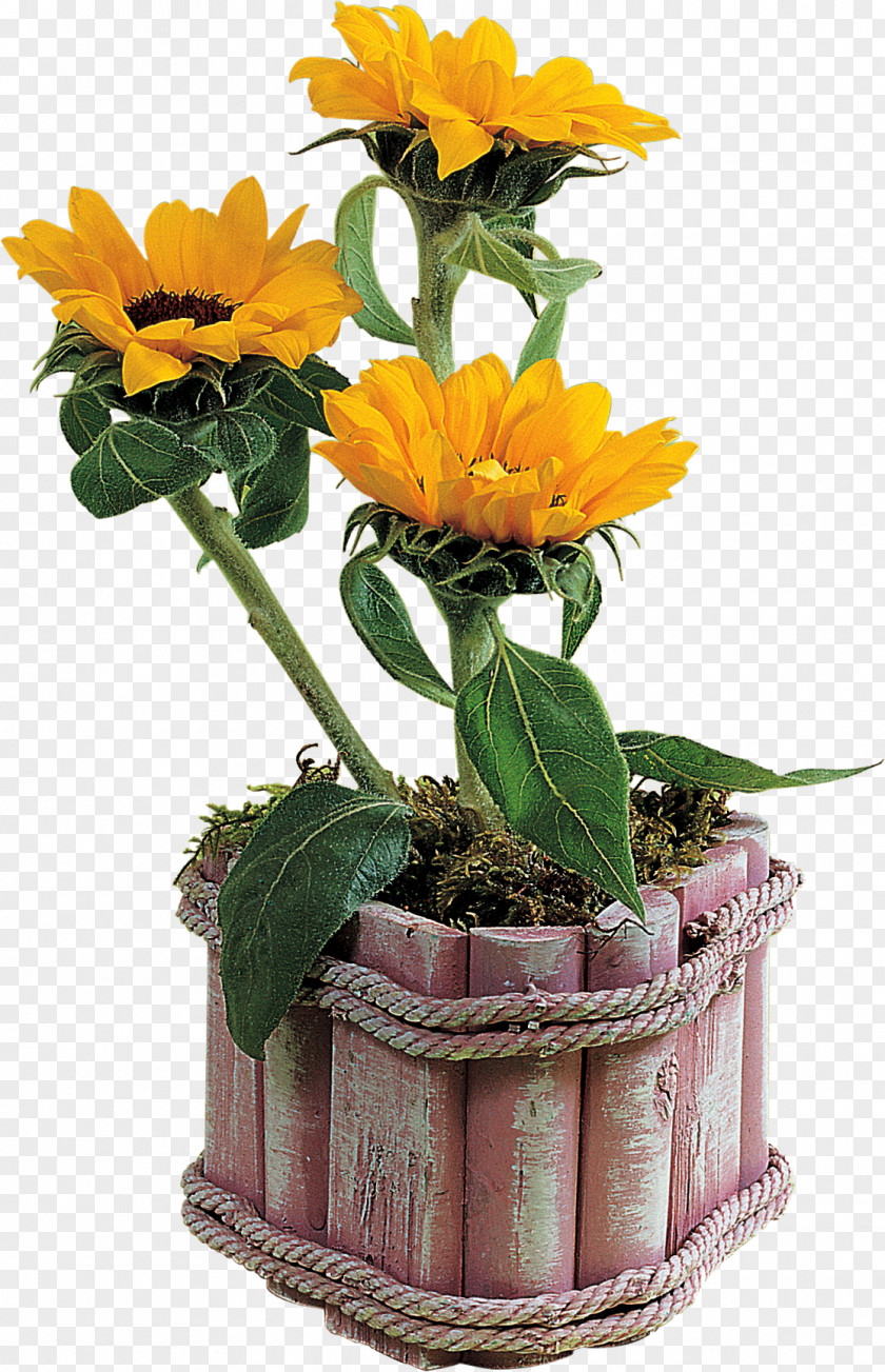 Potted Plants Flowerpot Vase Clip Art PNG