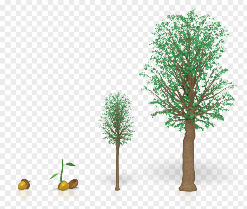 Tree Clip Art Oak Wood Plants PNG