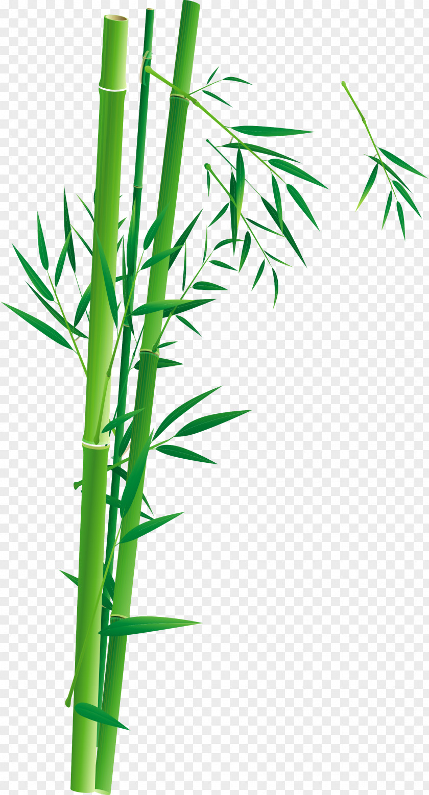 Bamboo Poster Bambusa Oldhamii Illustration PNG