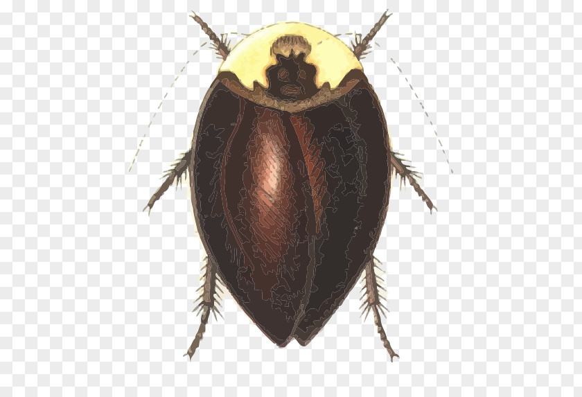 Cockroach Dung Beetle Dictyoptera Pterygota Phasmids PNG