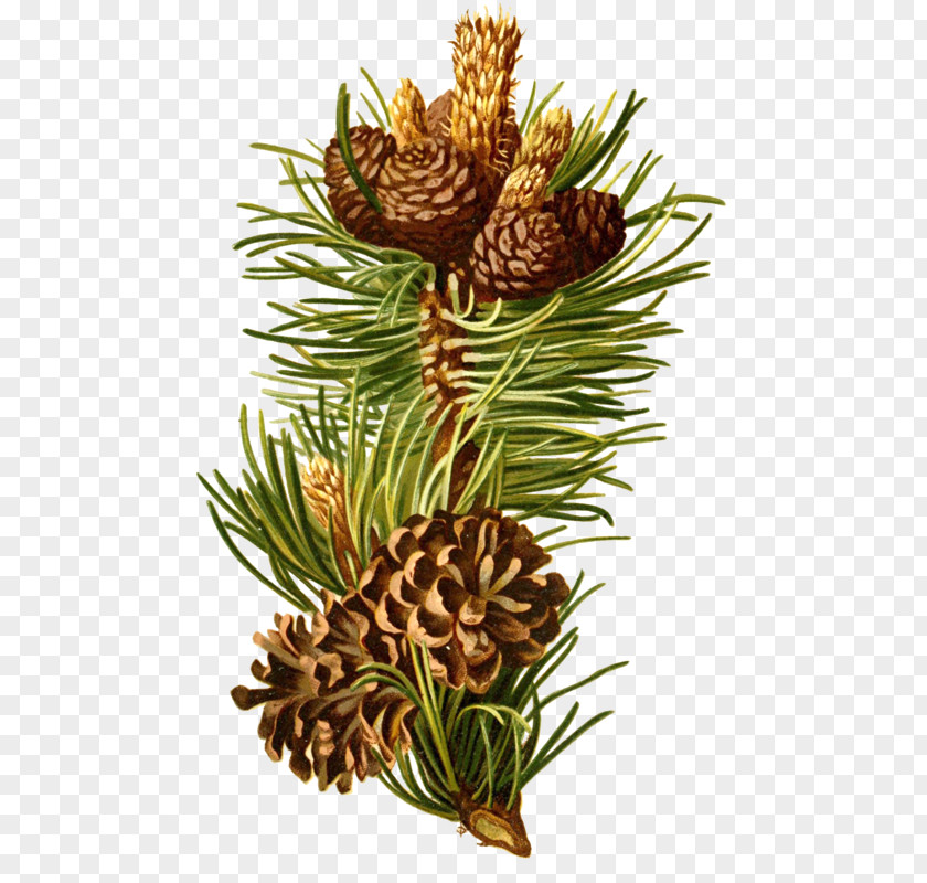 Crazy Result Tree Scots Pine Mountain Pinus Nigra Cembra Conifers PNG