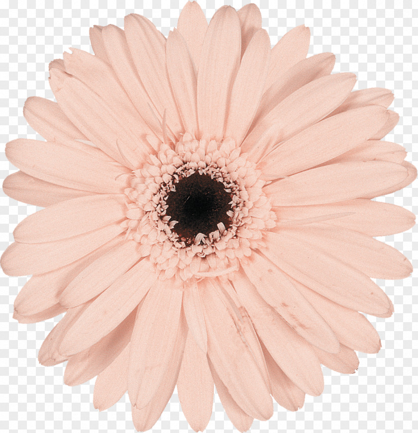 Gerbera Pink Photography Cut Flowers Chrysanthemum PNG