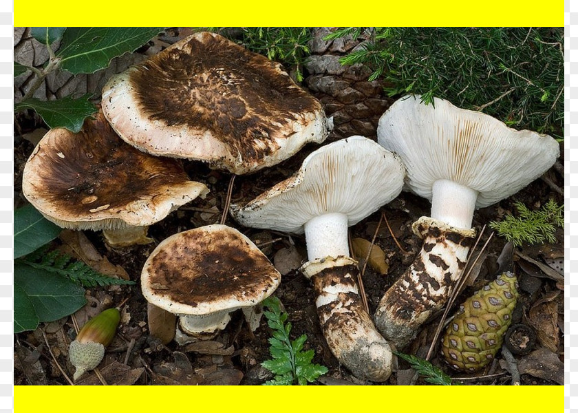 Mushroom Pleurotus Eryngii Matsutake Tricholoma Caligatum Russula Integra PNG