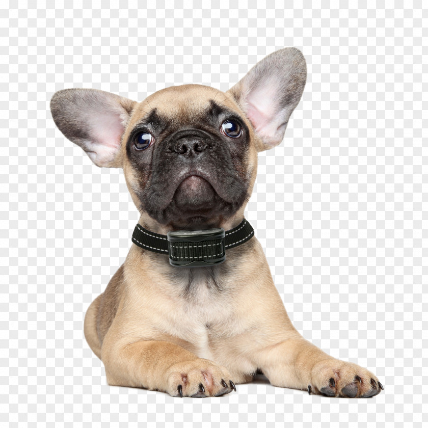 Puppy French Bulldog Chihuahua Rottweiler PNG