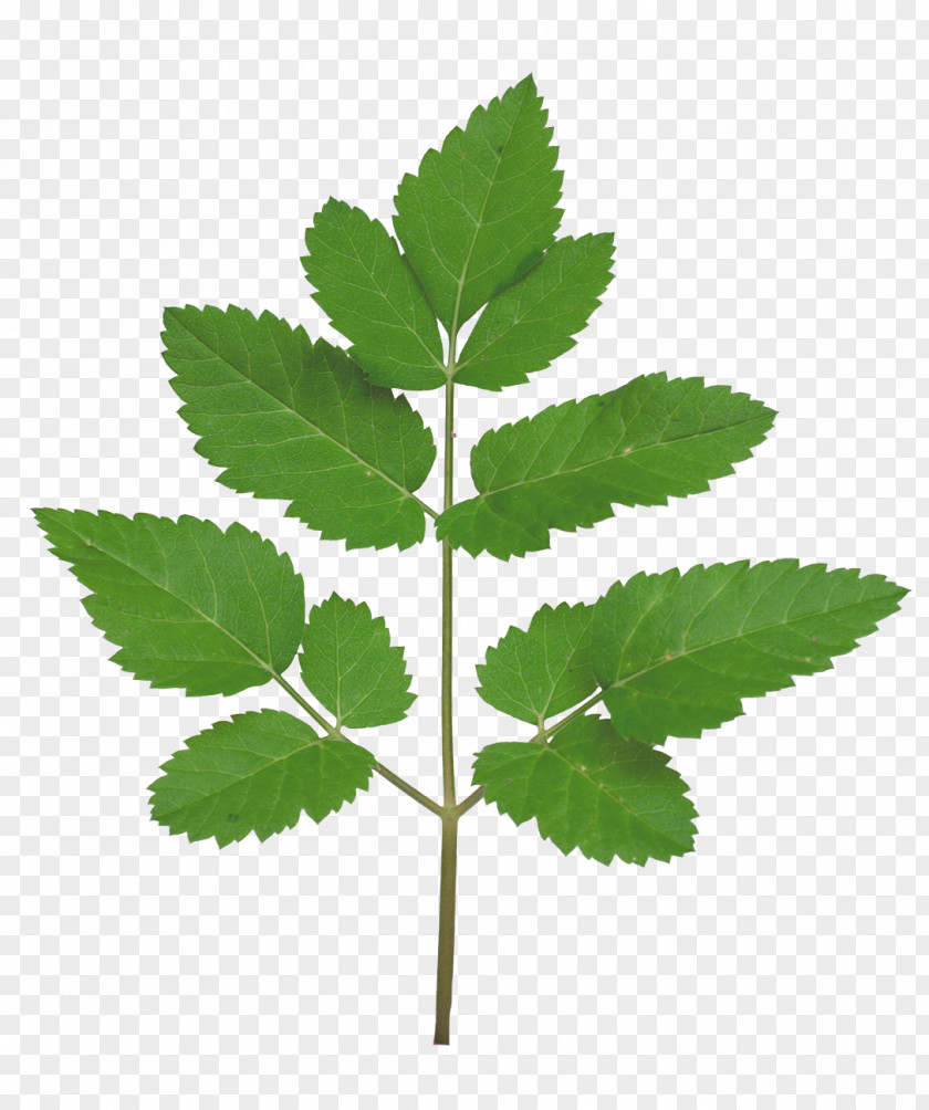 Branch Leaf Plant Stem Tree PNG