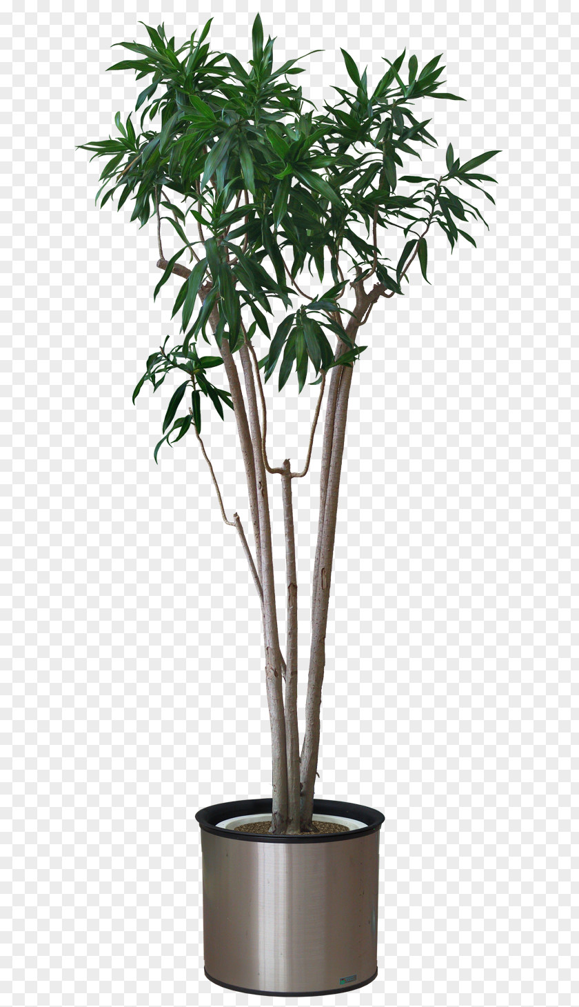 Flower Pot Plant Arecaceae Areca Palm Stock Photography PNG