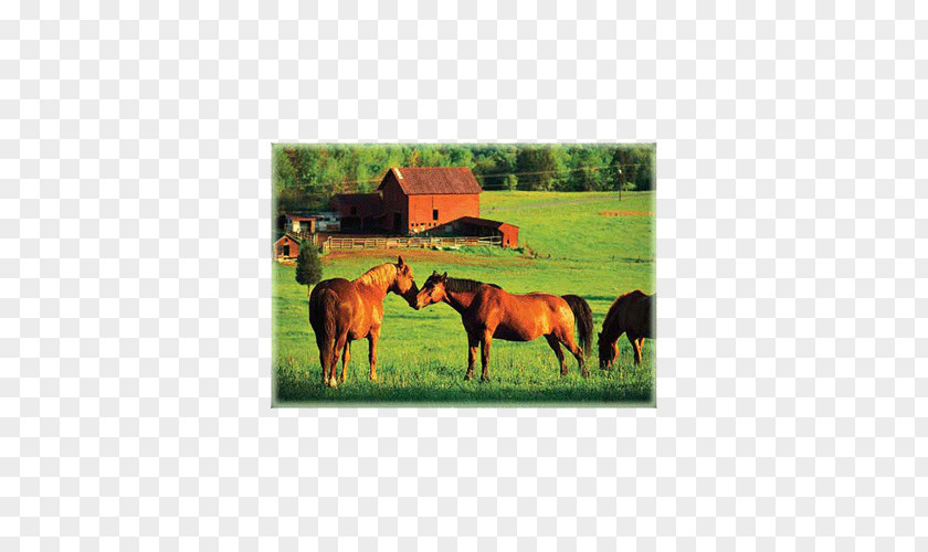 Horse Cattle Farm Livestock Pony PNG