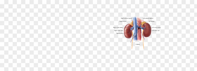 Kidney Line Technology Angle PNG