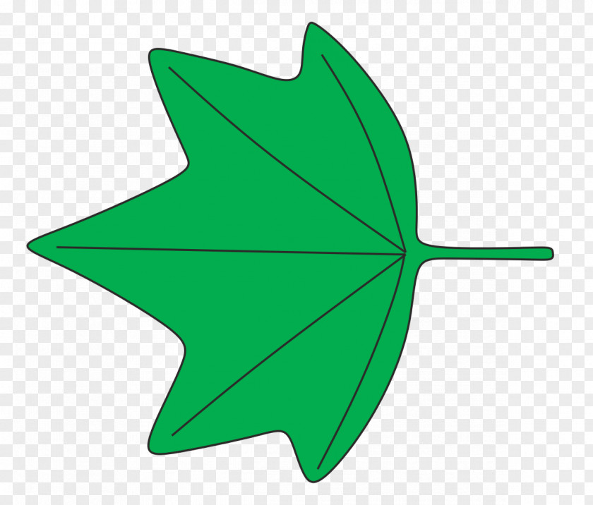 Leaf Shape 葉縁 Plant Identification Wikipedia PNG