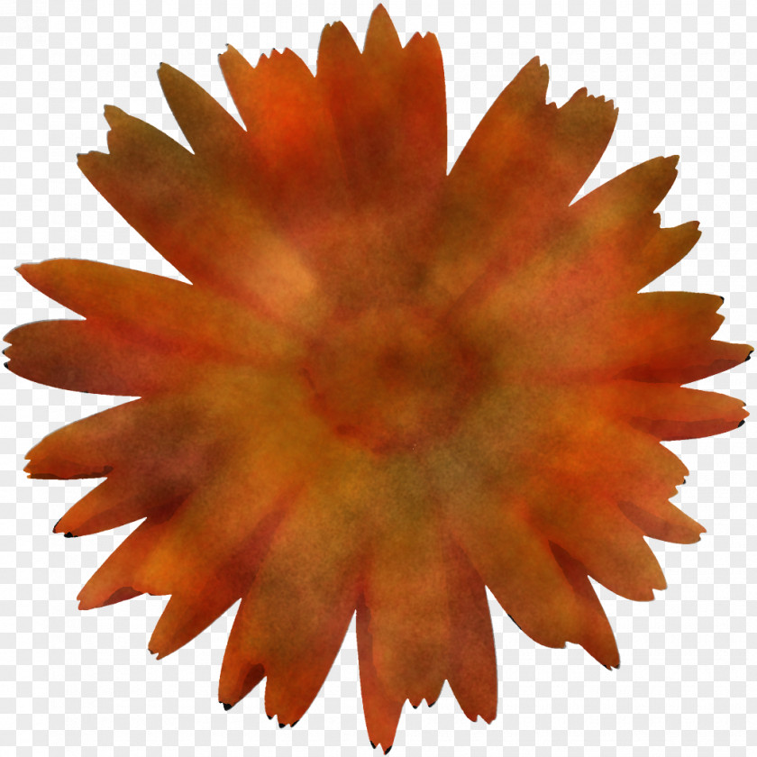 Orange PNG