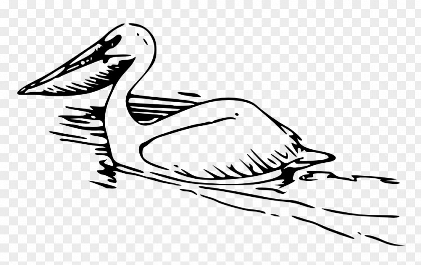 Pelican Black And White Clip Art PNG