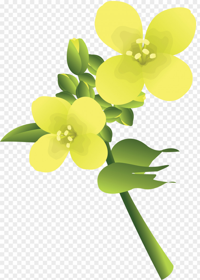 Plant Flower Drawing PNG