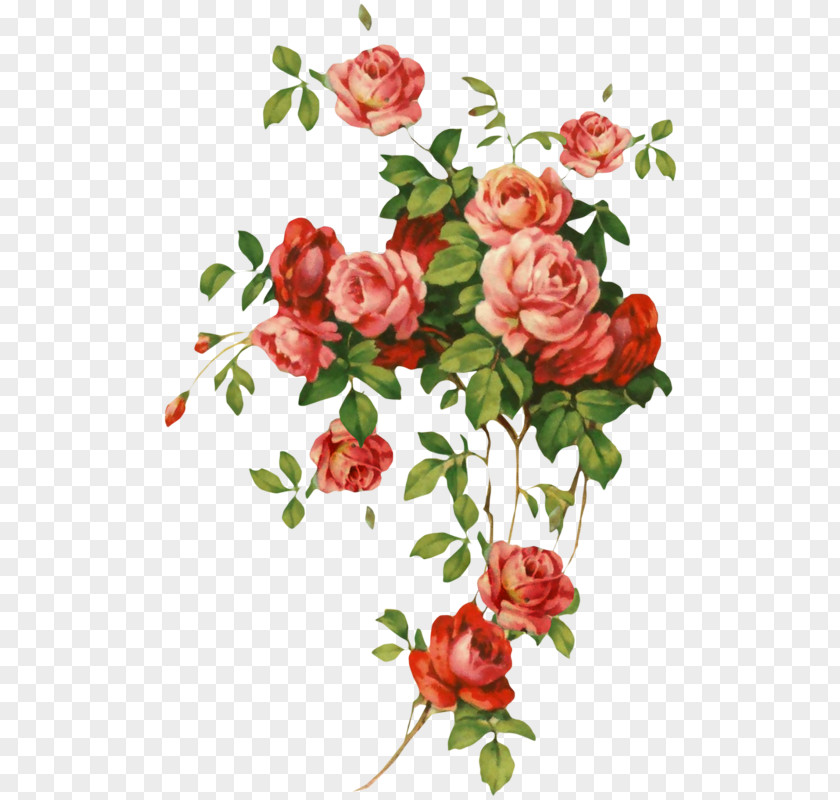 Rose Family Cut Flowers Garden Roses PNG