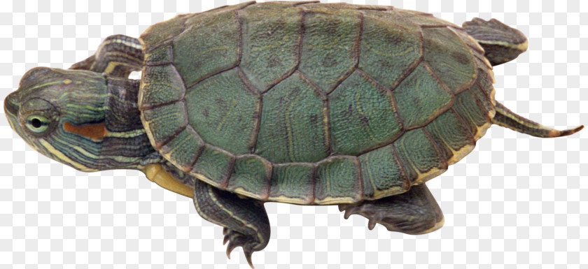 Turtle Reptile Crocodile Red-eared Slider PNG