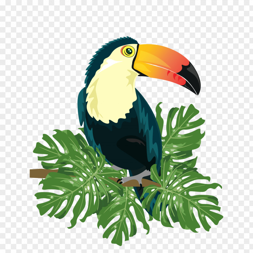 Vector Tropical Birds Ramphastinae Bird Ramphastos Illustration PNG