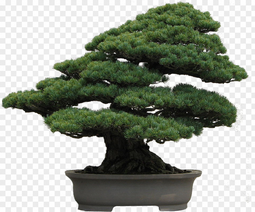Bonsai National Foundation Pinus Armandii Thunbergii Densiflora PNG