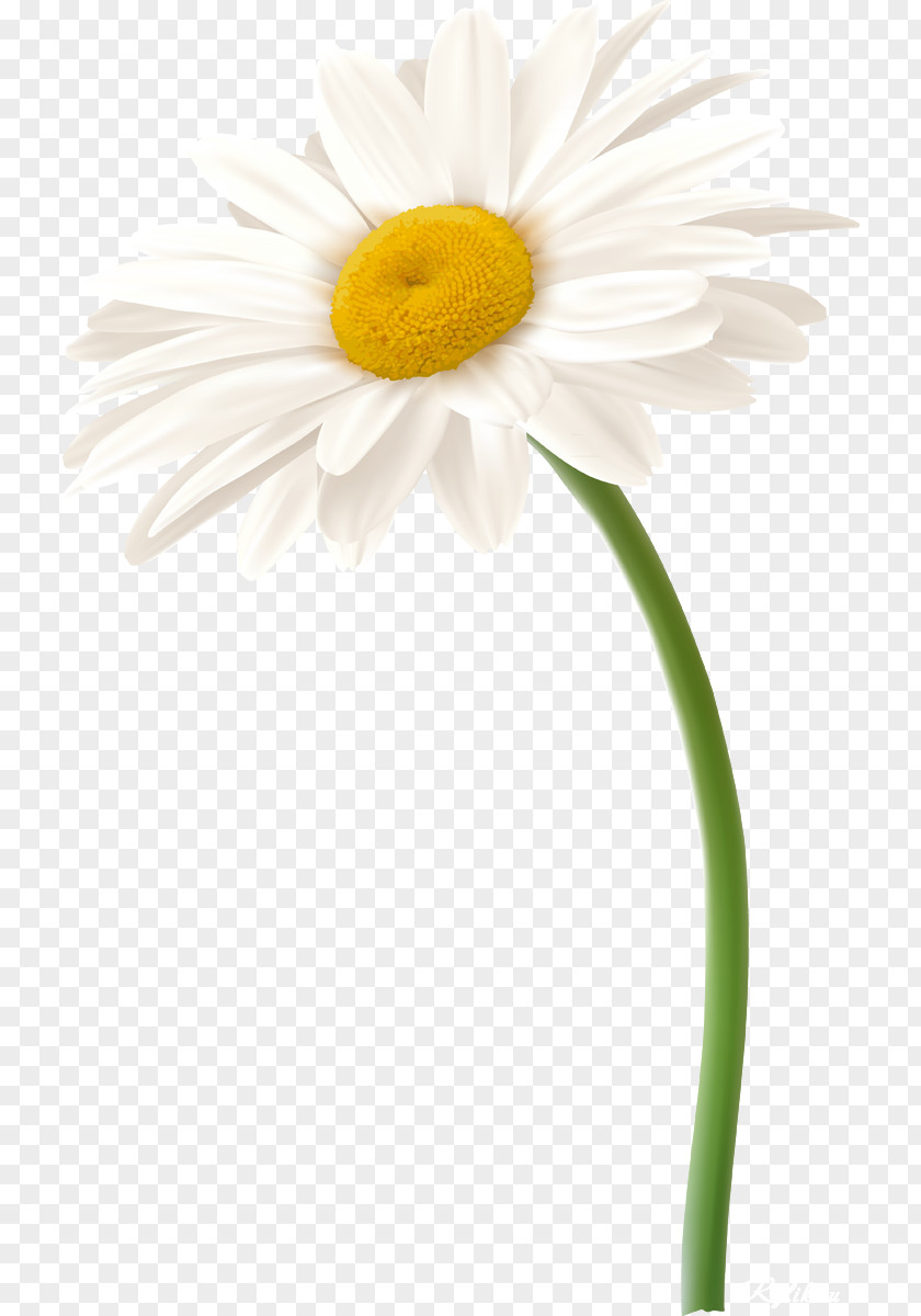 Camomile Roman Chamomile Oxeye Daisy Family German Flower PNG