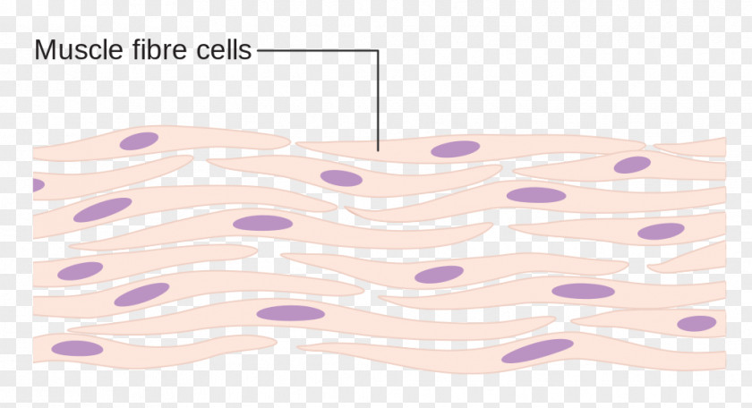 Cancer Cell Germ Map Myocyte Muscle Human Body Tissue PNG