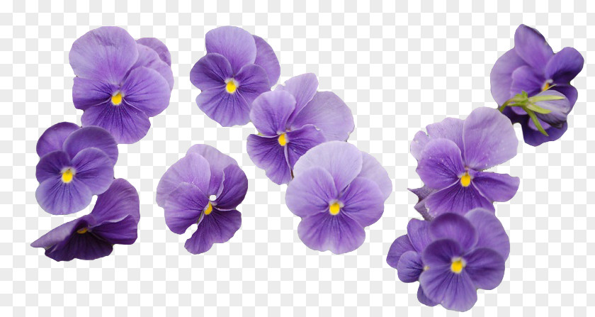 Flower Bouquet Purple Innovation Cut Flowers PNG