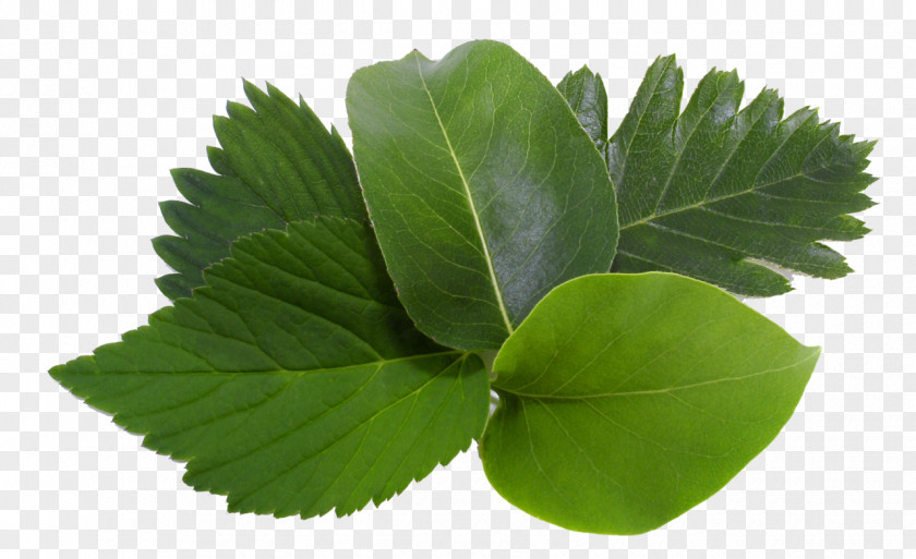 Leaf Tree Arum-lily Guiana Chestnut Plant PNG
