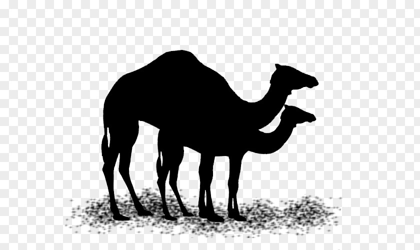 M Fauna Dromedary Mustang Pack Animal Black & White PNG