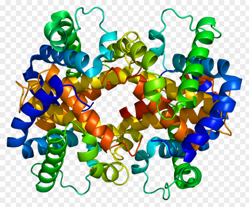 Molecular Chain Hemoglobin, Alpha 1 HBB HBG1 PNG
