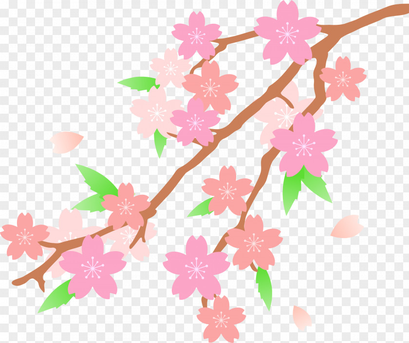 Blossoms Clipart Cherry Blossom Clip Art PNG