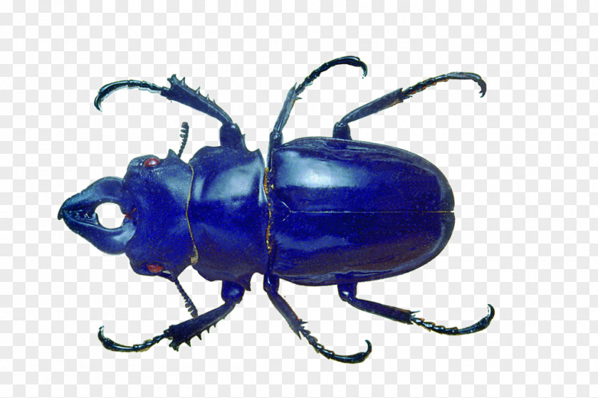 Blue Beetle Volkswagen PNG