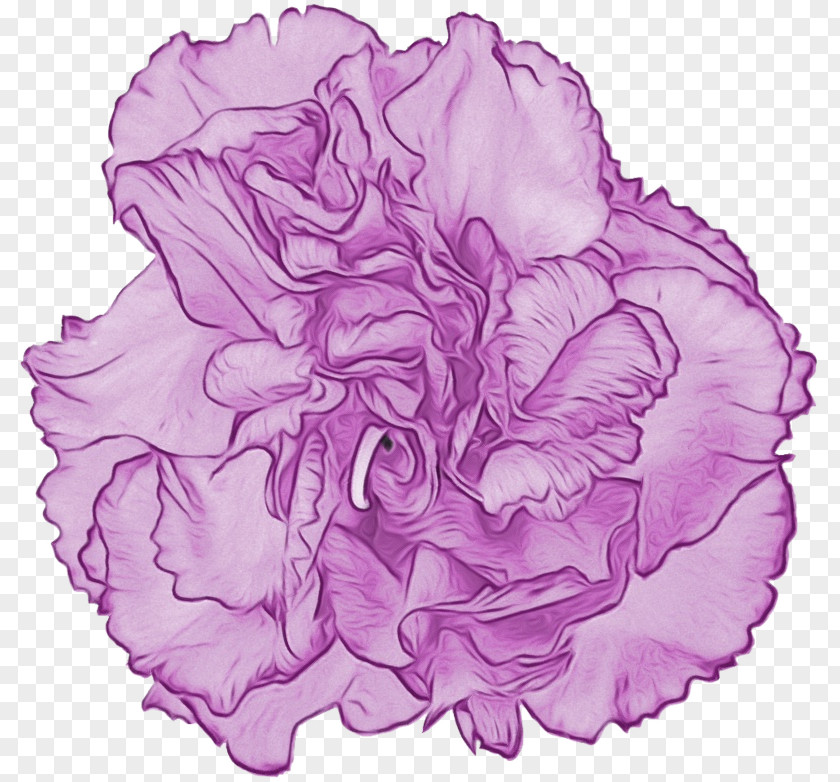 Cabbage Rose Cut Flowers Carnation Petal Pink M PNG