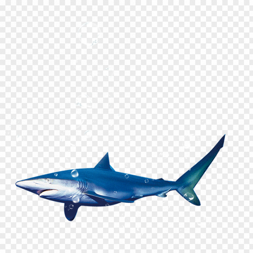 Marine Shark Material Blue Tiger PNG