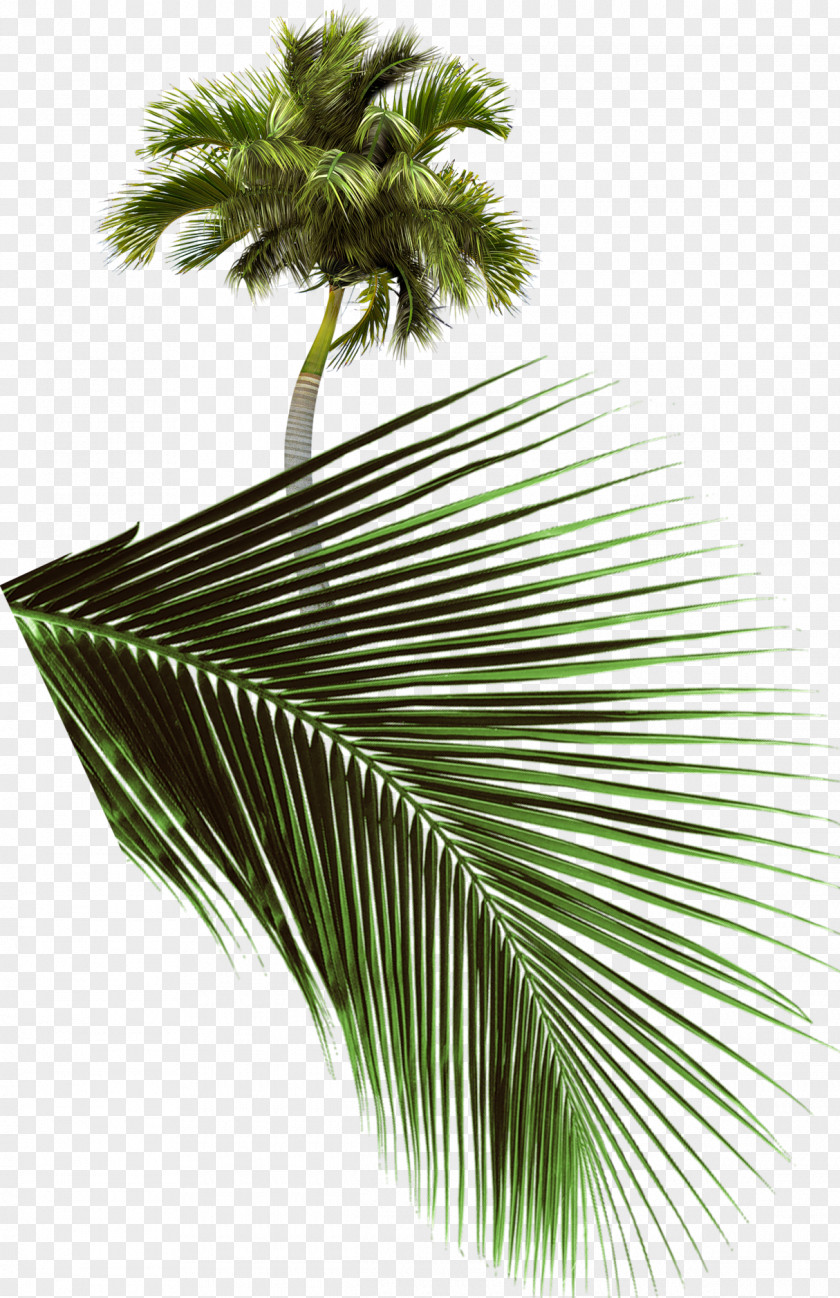 Palms Arecaceae Tree SWF PNG
