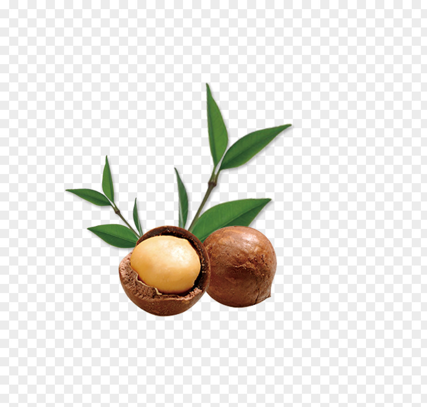 Walnut Macadamia Food Gratis PNG