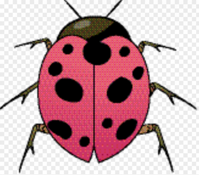 Beetle Lady Bird PNG