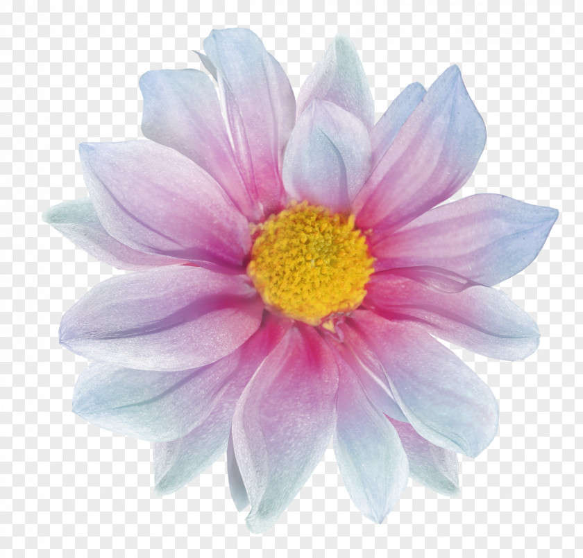 Flower Raster Graphics Computer PNG