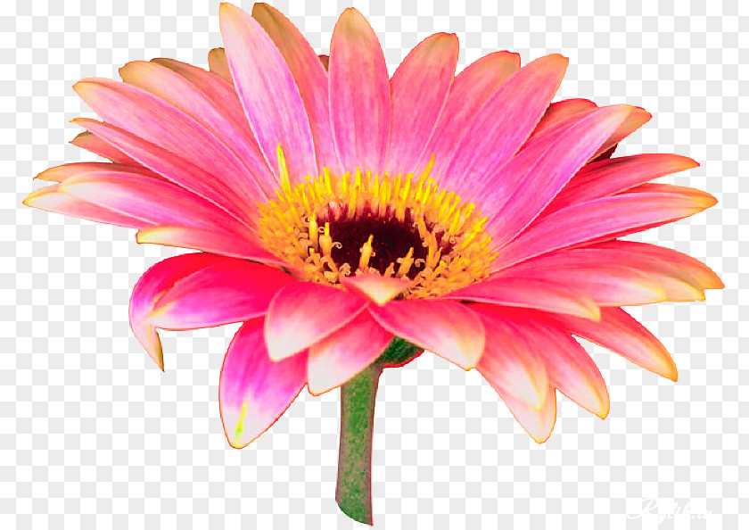 Gerbera Transvaal Daisy Flower Pink Desktop Wallpaper Clip Art PNG