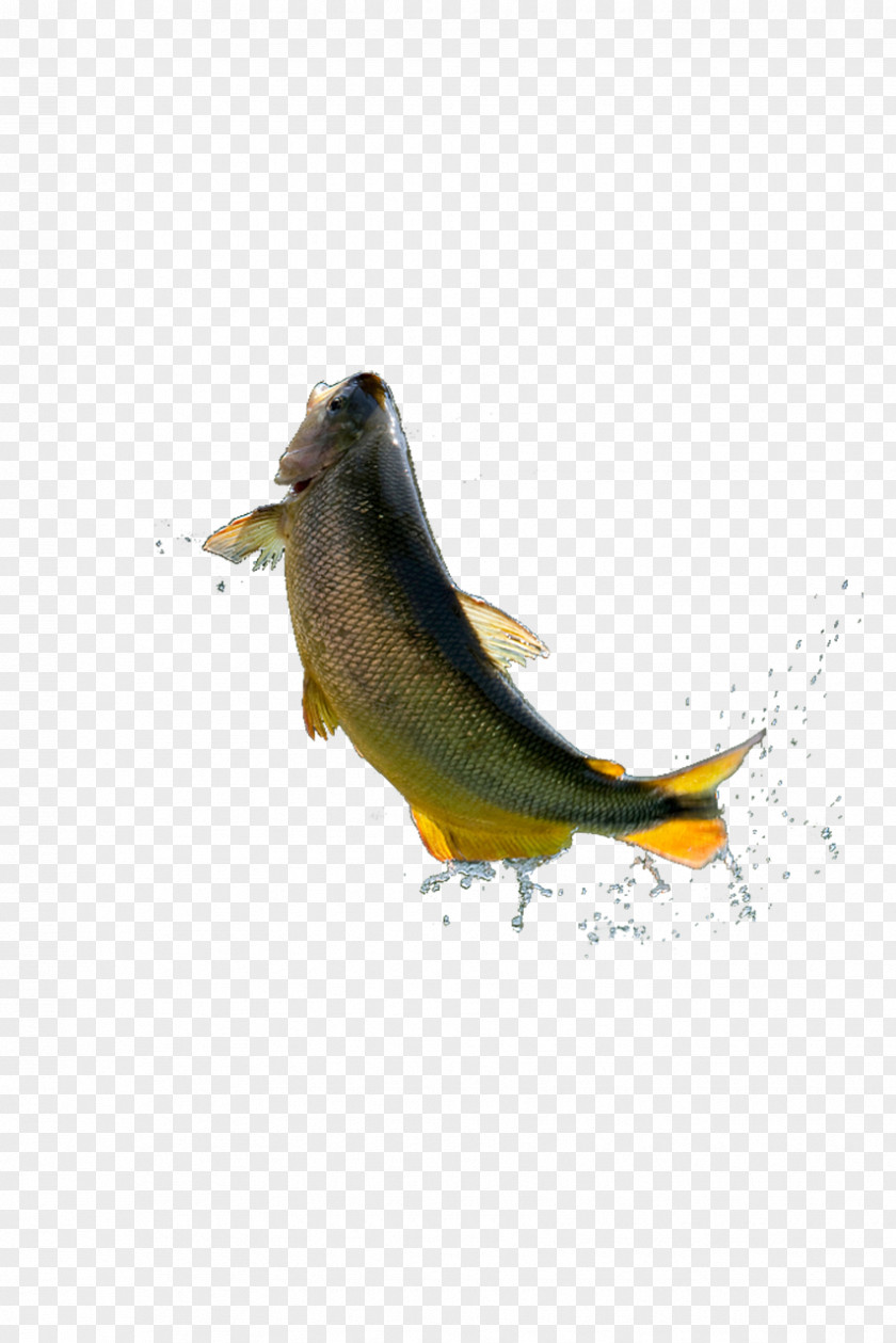 Grass Carp Jumped Out Of The Water Fish PNG