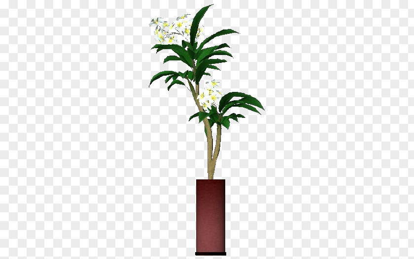 Plumeria Rubra Embryophyta Tree Plant Stem Flower PNG
