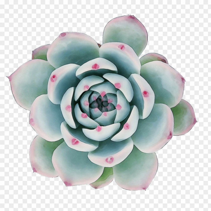 Agave Succulent Plant Flower Echeveria White Mexican Rose Stonecrop Family PNG