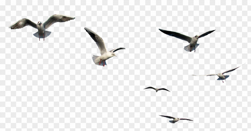 Bird Clip Art Flight Image PNG