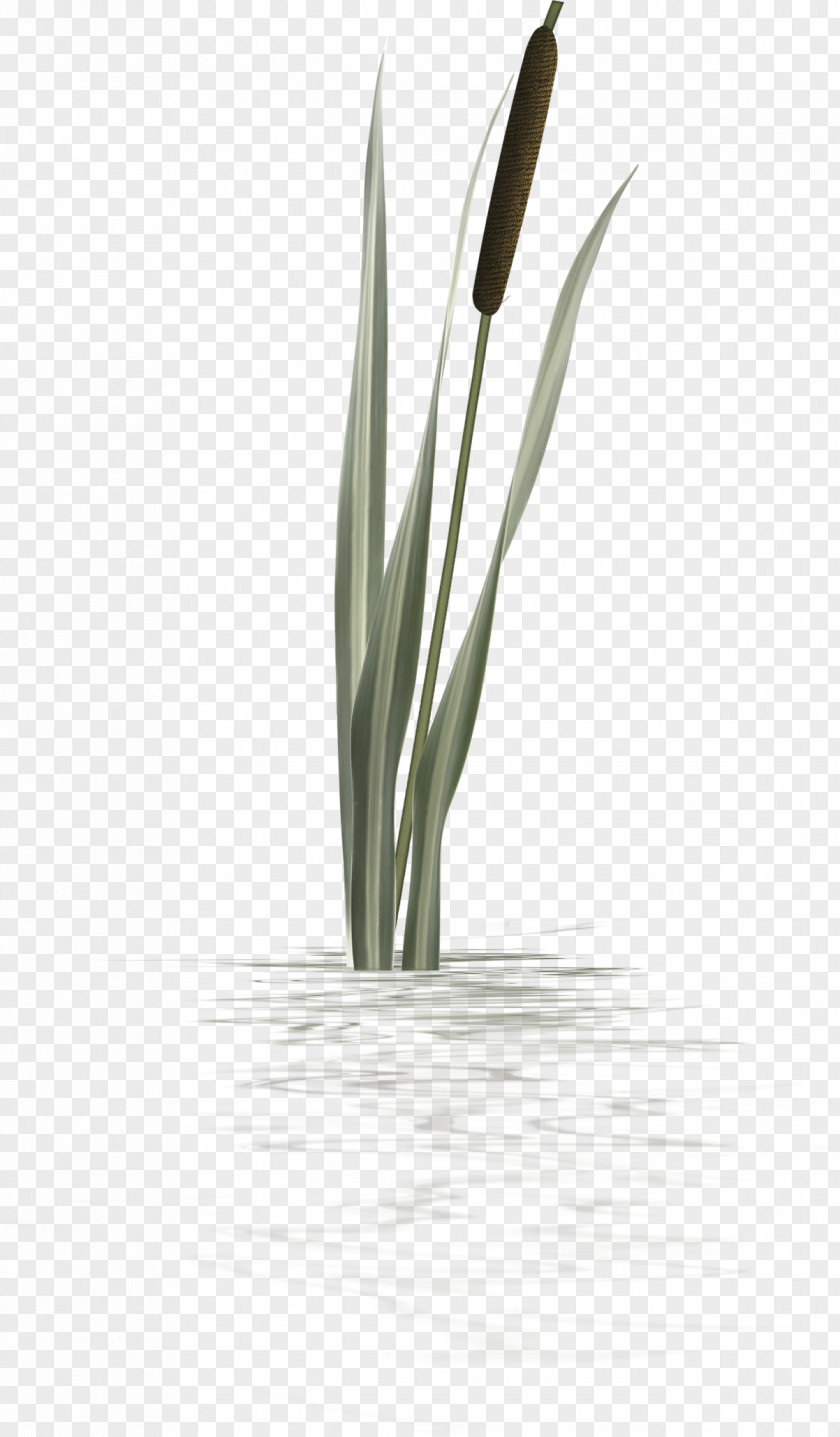 Grass Ornament Plant Clip Art PNG