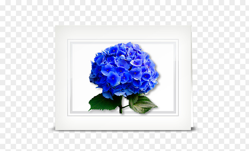 Hydrangea Cut Flowers Blue Rose PNG