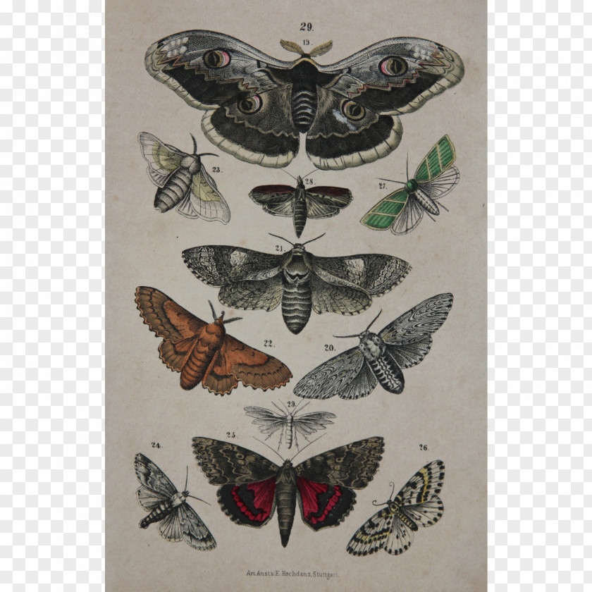 Moth Antique Butterfly Drawing Vintage Clothing Engraving PNG