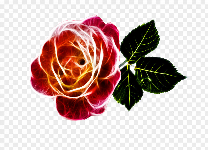 Rose Petals Drawing Clip Art PNG
