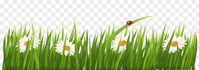 White Flowers With Grass Transparent Clipart Wheatgrass Meadow Commodity Computer Wallpaper PNG