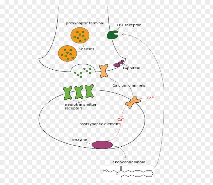 Brain Cannabinoid Receptor Endocannabinoid System Cannabidiol PNG