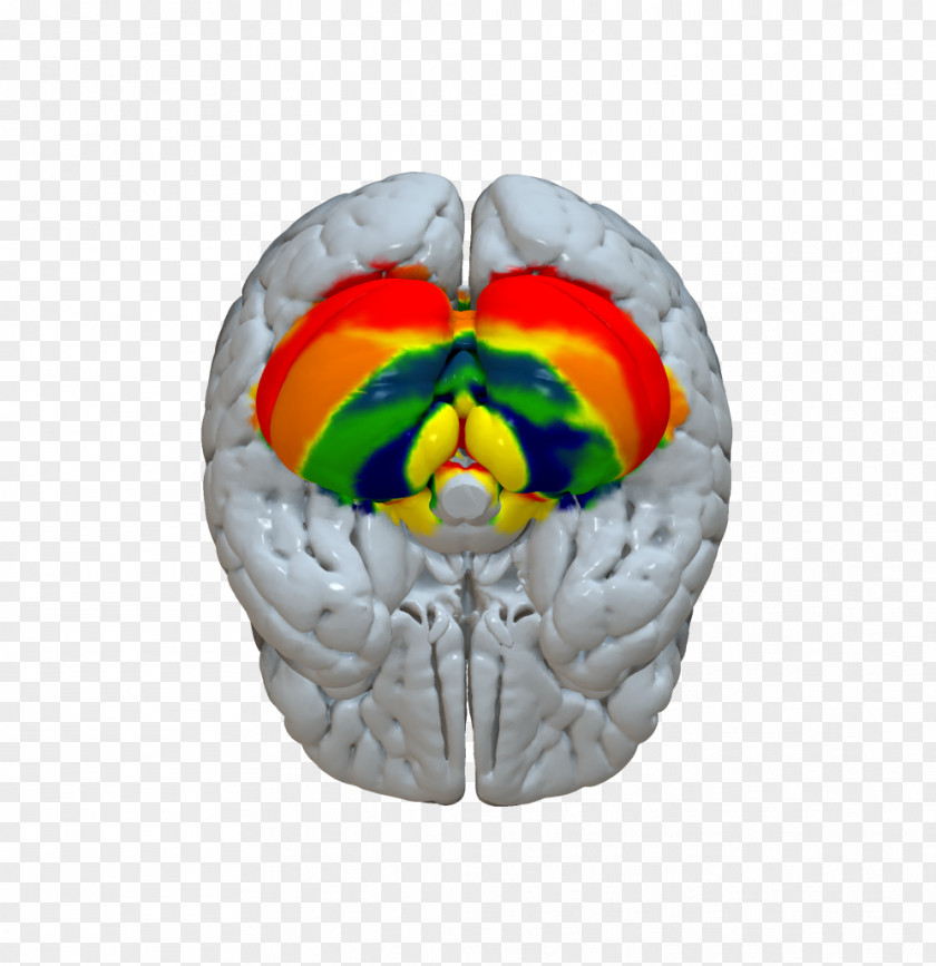 Brain Deep Stimulation Cerebral Cortex Cerebellum Statistical Parametric Mapping PNG