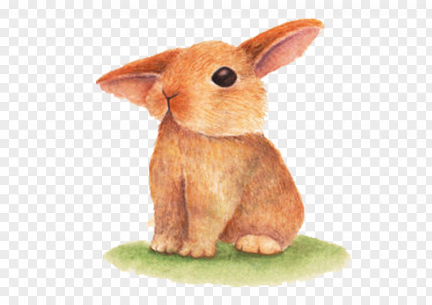 Hand Painted Rabbit Domestic Easter Bunny PNG