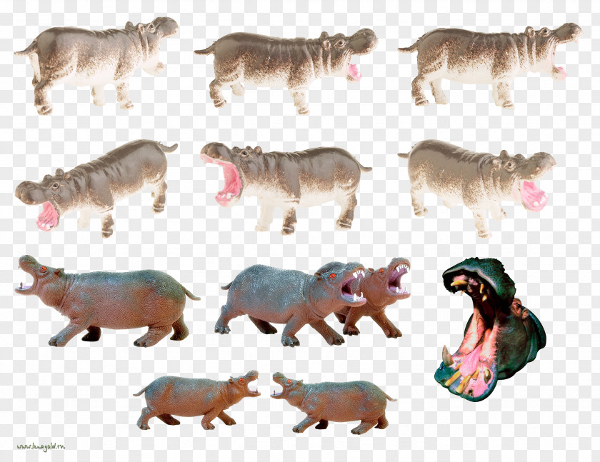 Hippopotamus Wildlife Clip Art PNG